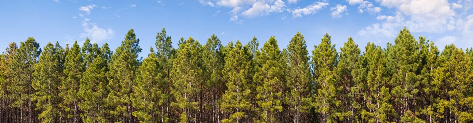 Trees in a forest against blue sky