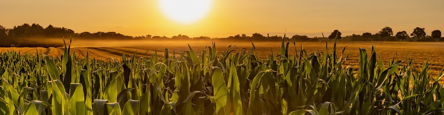 Corn field